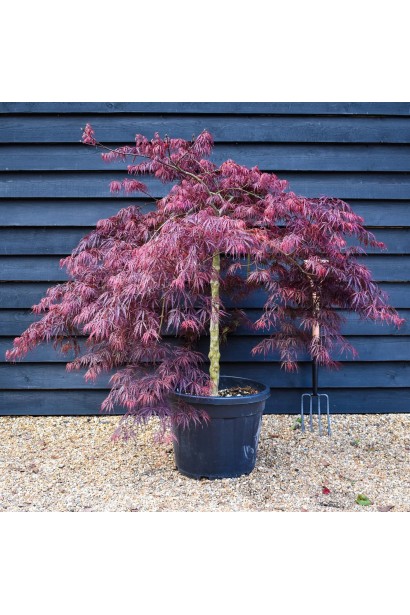 Acer palmatum Inaba-shidare полив